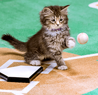 Cat Supplies - Bosonshop