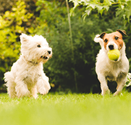 Dog Supplies