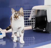 Cat Carriers - Bosonshop